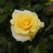 Rosa paesaggistica Golden STREET COLORS® Meisaxa