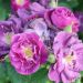 Rosa paesaggistica RHAPSODY IN BLUE® Frantasia
