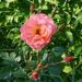 Rosa paesaggistica WESTERLAND® Korwest