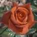 Rosa TERRACOTTA ® Simchoca