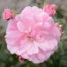 Rosa ad alberello Cherry BONICA ® Meipeporia - 120/150 cm Fiori Raggruppati