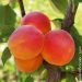 Albicocco ‘Rouge du Roussillon’