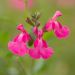 Salvia arbustiva rosa o Salvia greggii MIRAGE TM Pink