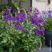Salvia arbustiva So Cool Purple®