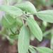 Salvia officinale BIO