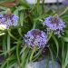 Scilla del Perù - Scilla peruviana