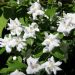 Filadelfo o Fiore d'angelo - Philadelphus X 'Natchez'