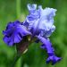 Iris germanica Best Bet