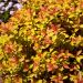 Spiraea giapponese Zen'Spirit Caramel