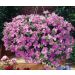 SURFINIA ® PASTEL 2000 Sunpapi Le plant