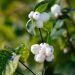 Symphoricarpos Albus White Hedge