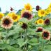 Girasole Beauté d'Automne La bustina