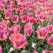 Tulipani Trionfo Boston