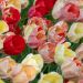 Tulipano Darwin Silver Stream