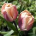 Tulipano doppio precoce La Belle Époque