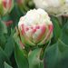 Tulipano doppio tardivo Ice Cream