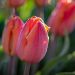 Tulipano semplice precoce SALMON PRINCE ®