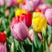 Tulipani Darwin in mix
