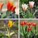 Tulipani nani Kaufmanniana in mix