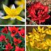 Tulipano nani mix La Folie