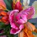 Tulipani pappagallo in mix