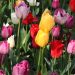 Tulipani trionfo pastello in mix