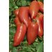 Pianta di pomodoro Licorna F1 (tipo Andine Cornue) innestata