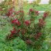 Weigelia NAIN ROUGE ® Courtanin