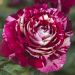 Rosa ad alberello JULIO IGLESIAS ® Meistemon  - 160/170 cm Grandi Fiori