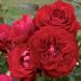 Rosa ad alberello MONA LISA ® Meilyxir - 120/150 cm Fiori Raggruppati
