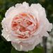 Rosa rampicante ANDRE LE NOTRE ® Meilinday