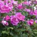 Rosa ad alberello RODIN ® Meigadraz - 120/150 cm Fiori Raggruppati