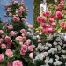 Collezione di rose rampicanti romantiche
