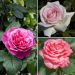 Collezione rose ecologiche