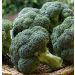 Chou Brocoli Verdia Hybride F1