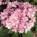 Ortensia macrophylla YOU AND ME ® Romance