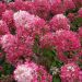 HORTENSIA PANICULATA DIAMANT ROUGE ®