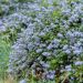 Ceanothus Repens