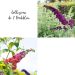 Collection de 2 buddleias