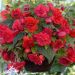 Begonia a CASCADE ODORATA ® Rossa/Rosa
