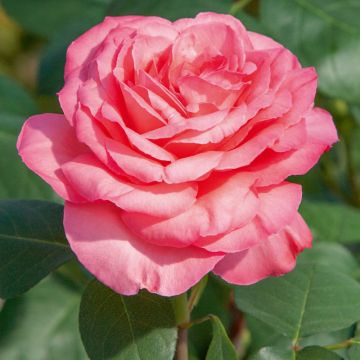 Rosa Panthere Rose ® Meicapinal