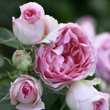 Rosa rampicante Mini Pierre de Ronsard ® Meibigboni