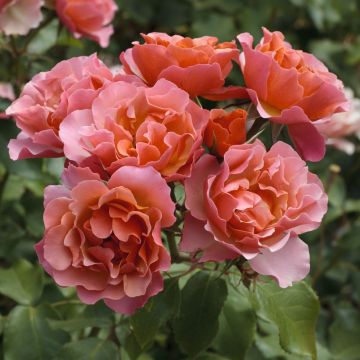 Rosa Charleston ® Meikokan