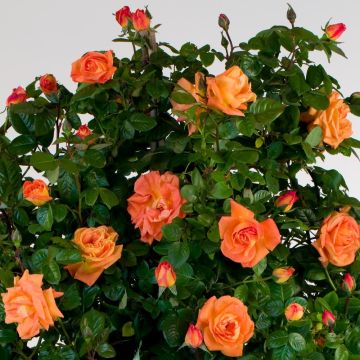 Rosa rampicante Louis de Funès ® Meirestifsar