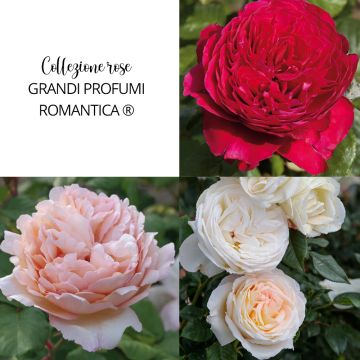 Collezione rose GRANDI PROFUMI ROMANTICA ®
