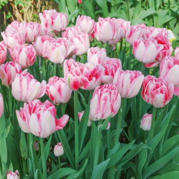 Tulipe double hâtive ‘Foxtrot’