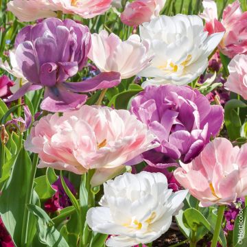 Tulipani doppi tardivi Mix Delight