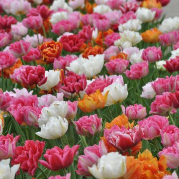 Tulipani doppi precoci in mix