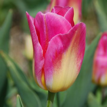 Tulipe Triomphe Tom Pouce