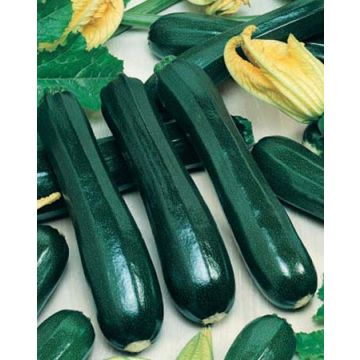 Zucchina verde nera degli ortolani BIO
